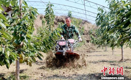 唐峰使用土地旋耕深松机在大棚里作业。　耿洋洋 摄