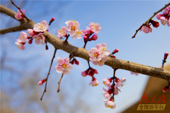 杏花桃花迎春花图片