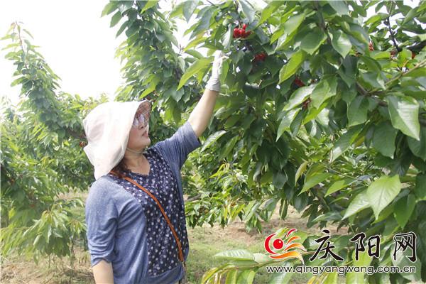 【绿色庆阳·美丽家园】杨洁：“发展庆阳樱桃产业，咱们得抱团！”