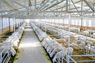 江苏波尔山羊种羊场图片