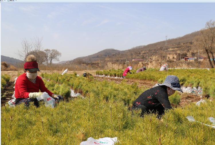 宁县金村子午春种植农民专业合作社的工人在起苗准备销售。 本报记者 李建强 摄