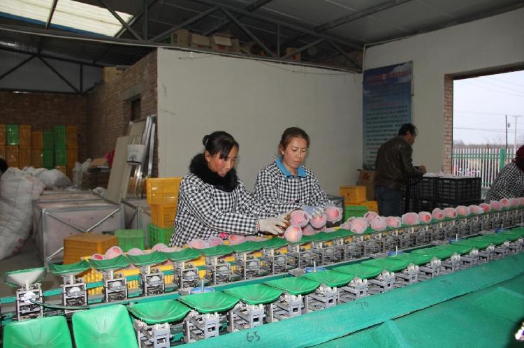 西峰区温泉镇刘家店村恒丰源苹果农民专业合作社的社员们在分果器上分拣苹果。
