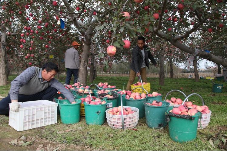 庆阳陇清农民专业合作社社长张智荣和社员在果园中采摘苹果