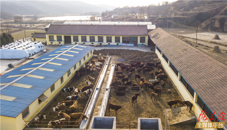 【新春走基层】正宁县西坡镇石家湾子村养牛产业助力群众脱贫致富