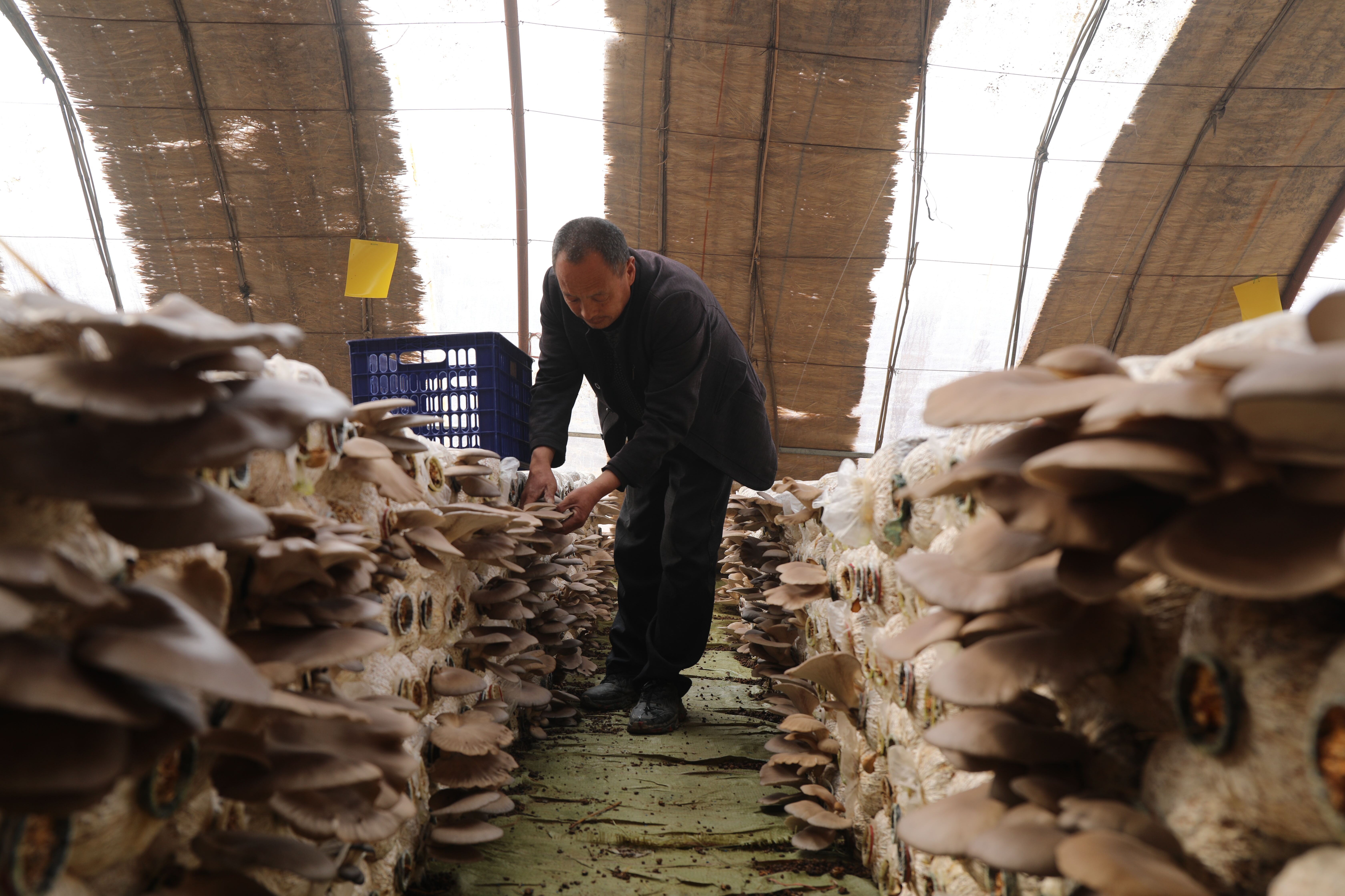 平菇一年四季都可以采摘,今年已经是贾俊杰种植蘑菇的第六年,除去成本