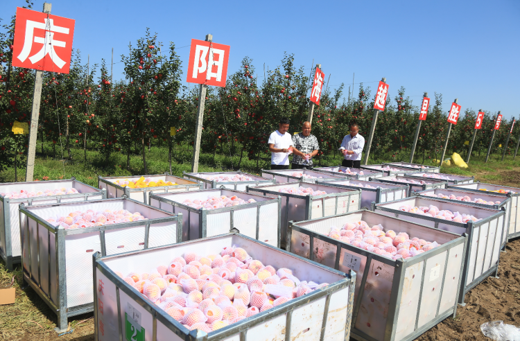 9月20日，庆阳海越农业发展有限公司早胜基地苹果喜获丰收，吸引了外地客商前来采购。图为客商正在查看果品。特约摄影 李建琪 摄