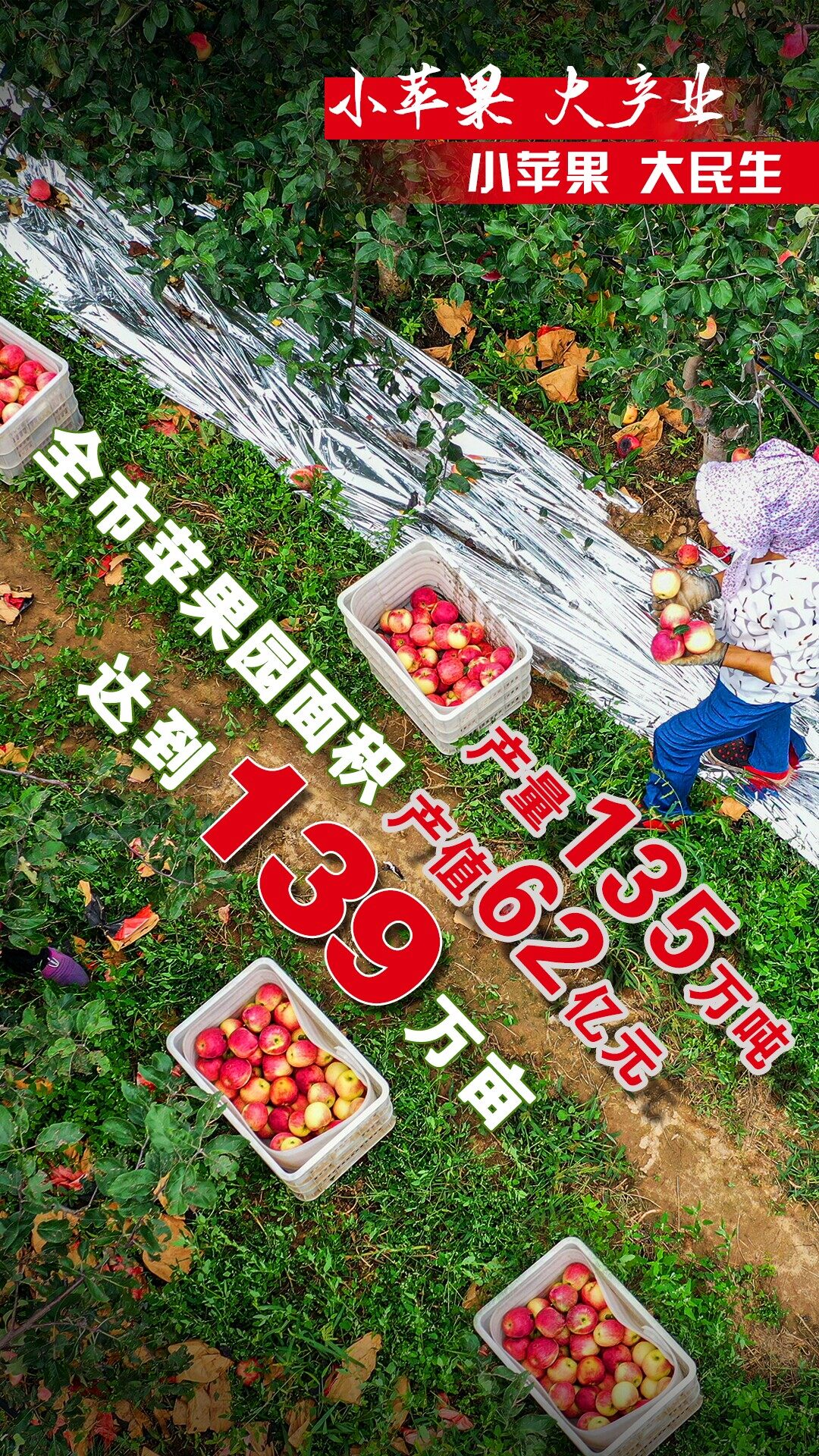 【喜迎党代会 奋进这五年】微海报丨小苹果大产业