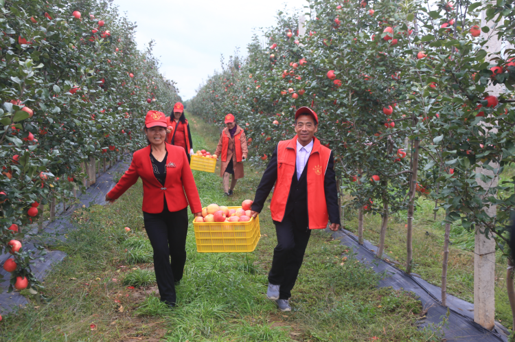 【喜迎党代会 奋进这五年】苹果大户超10万户，农民专业合作组织324个——庆阳苹果不断延伸产业链条