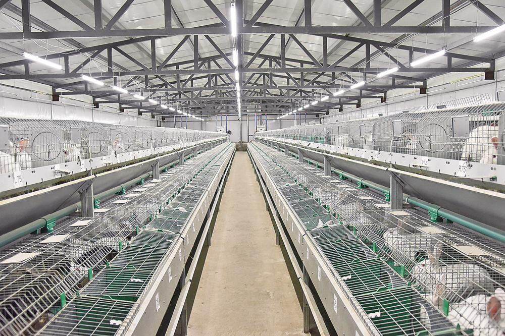 甘肃绿生源现代农业发展有限公司镇原县肉兔产业实训基地的标准化兔舍。