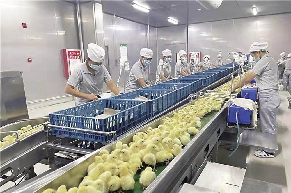 圣越1.2亿只白羽肉鸡全产业链瓜坪苗鸡孵化中心。