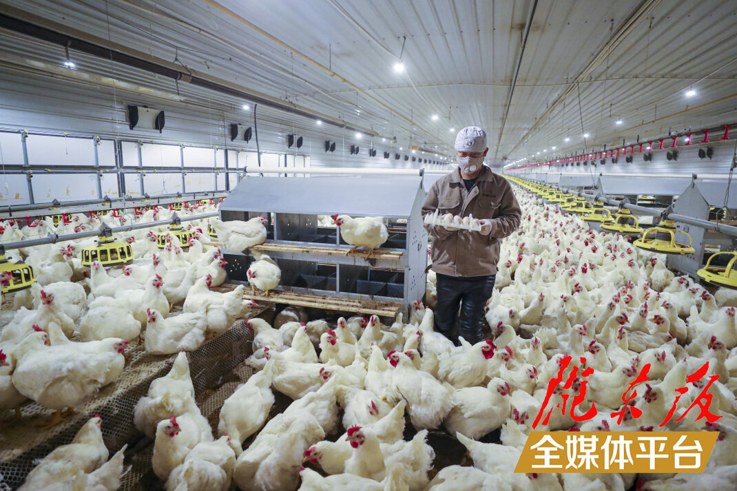 甘肃圣越农牧发展有限公司下城种鸡场。陇东报全媒体记者 俄少飞 摄