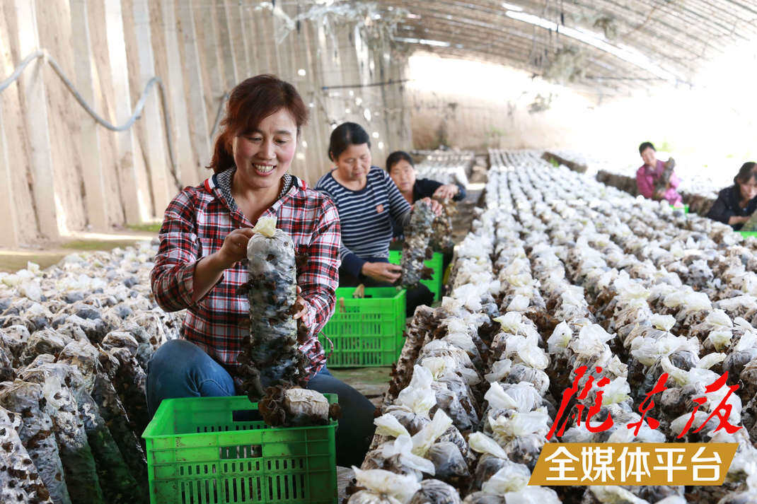 西峰区肖金镇李城村百丰园生态种植专业合作社的工人在采摘木耳。陇东报全媒体记者 盘小美 摄