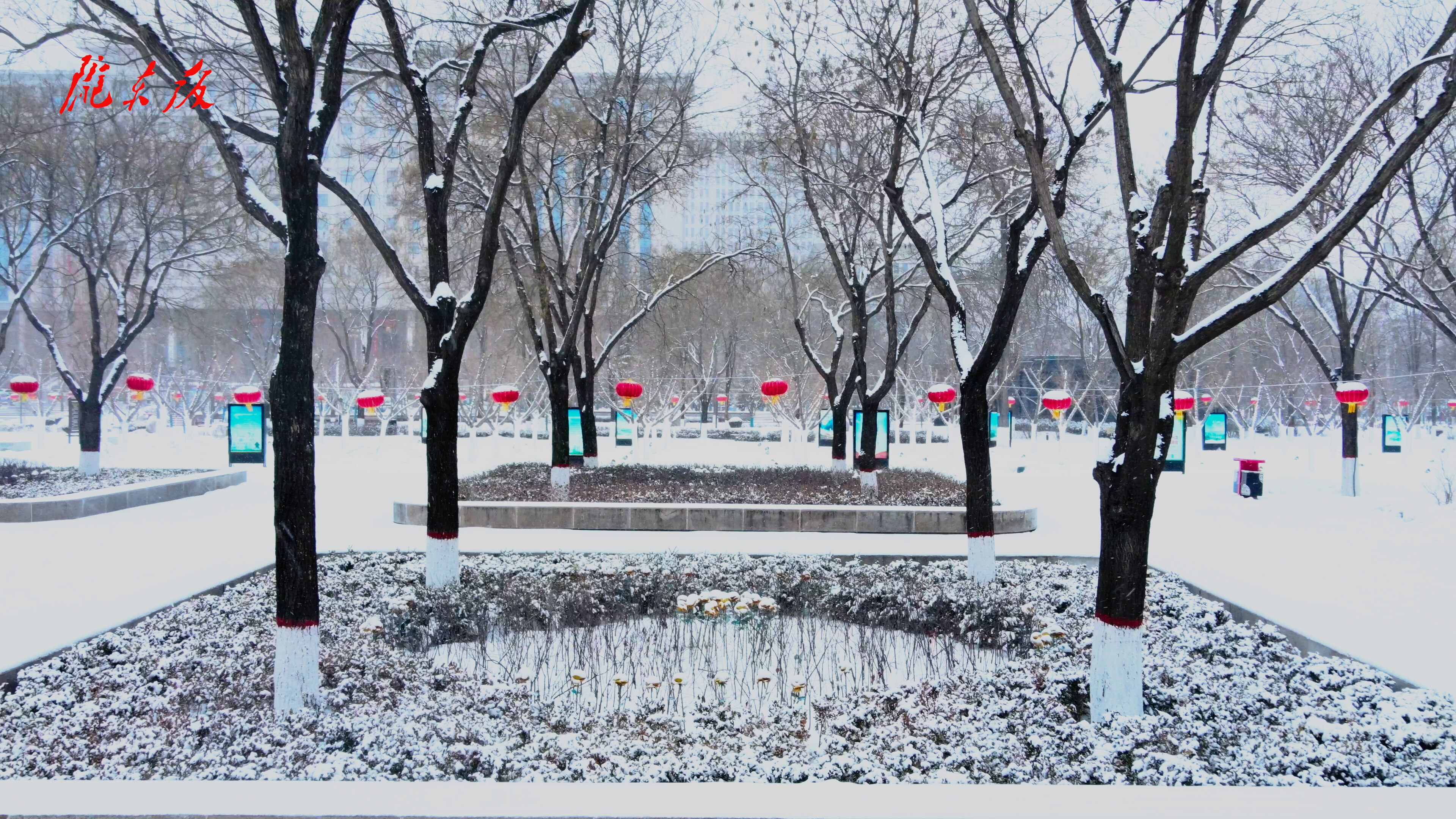 【庆阳视频】庆阳：城中落春雪，风景这边独好