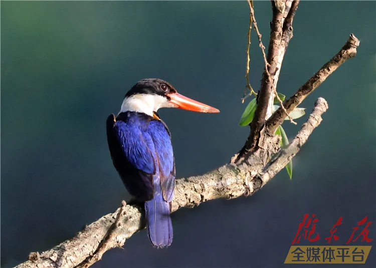 【图说庆阳】庆阳鸟谱（一）