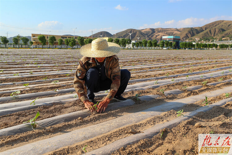 赵陇军在向日葵种植基地查看葵花长势。