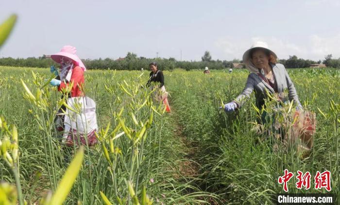 图为甘肃省庆阳市农民采摘黄花菜。(资料图) 盘小美 摄