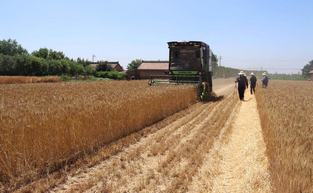 西峰区什社乡什丰村，收割机在田间收割小麦。