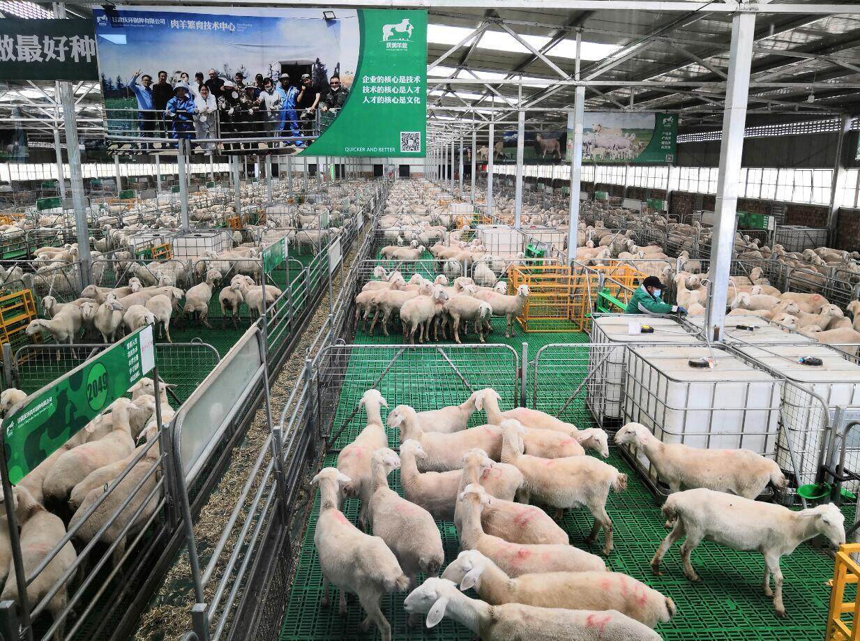 庆环肉羊制种有限公司一瞥。陇东报全媒体记者 李文 摄