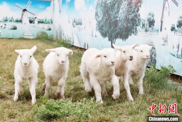 图为环县三元杂交育种的羔羊。(资料图) 李文 摄