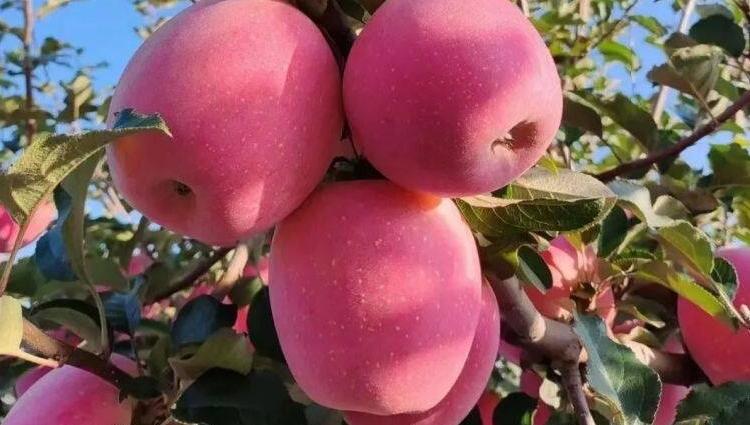 庆城县白马铺镇：发展特色苹果产业，全面推进乡村振兴