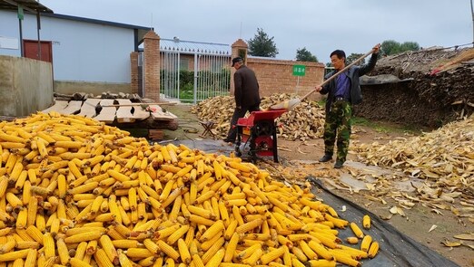 镇原县太平镇兰庙村村民在晾晒收获的玉米。