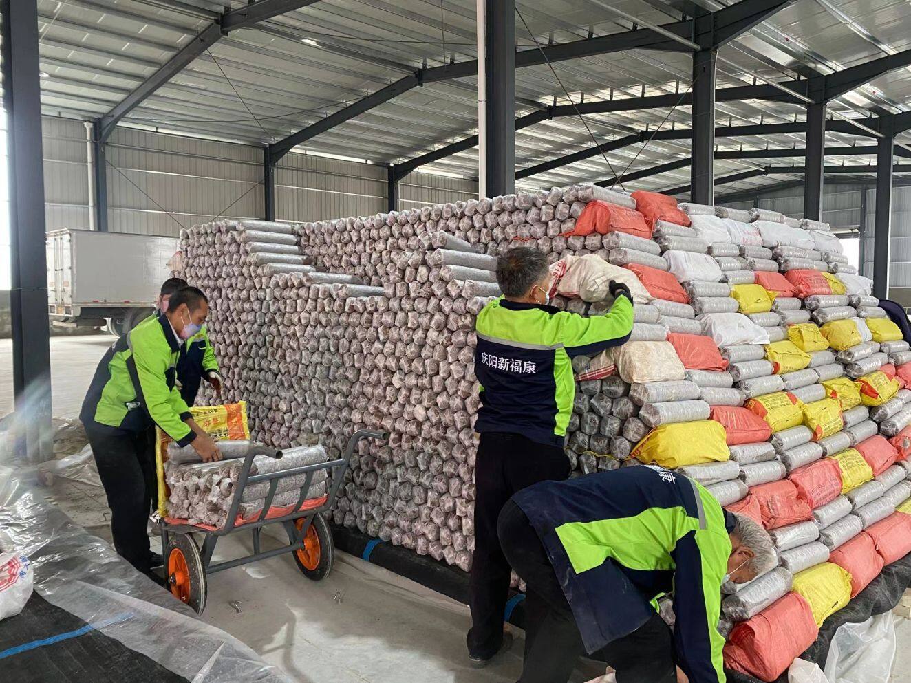 在西峰区后官寨镇司官寨村新福康食用菌基地菌棒加工厂，工人们将菌棒排列整齐等待高温消杀。