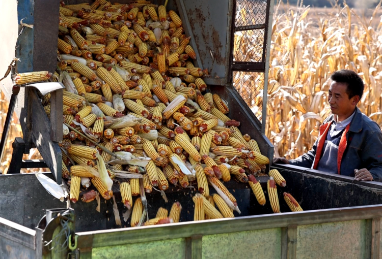 华池县山庄乡二将川万亩玉米种植基地机械收割现场。 本报记者 谷弈 摄