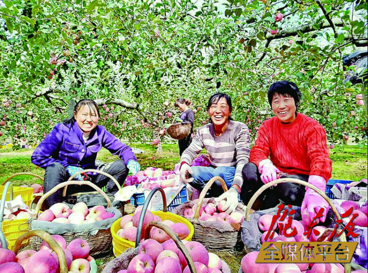 深秋时节，庆城县赤城镇苹果飘香，3.6万亩苹果喜获丰收，预计亩产可达2500公斤，吸引了不少外地客商前来收购。图为果农将苹果装筐。 特约摄影 李世栋