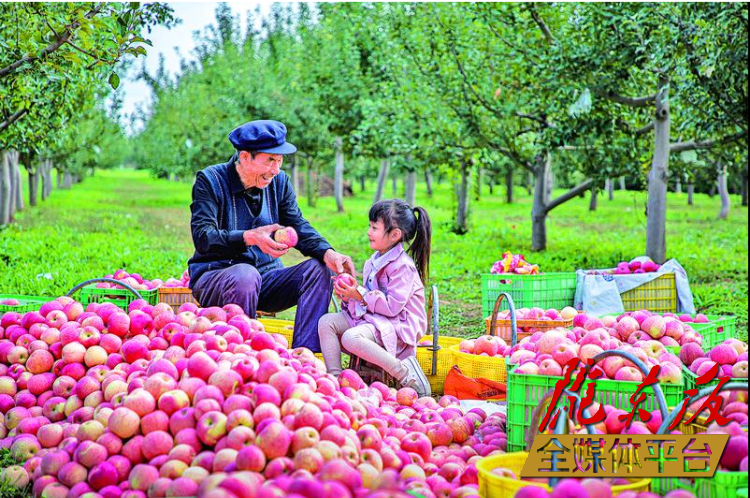在西峰区董志镇郭堡村，红彤彤的苹果挂满枝头，果农忙着采摘、分拣，处处洋溢着丰收的喜悦。特约摄影 张应君