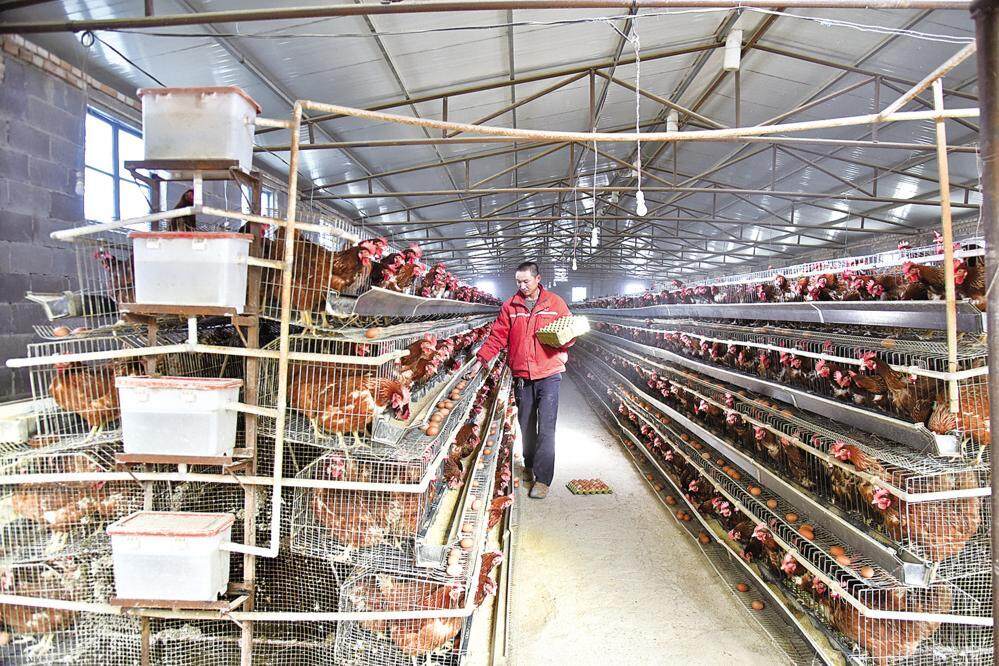 镇原县新城镇东庄村养殖户在自家养鸡场里收鸡蛋。 通讯员 田永昭 摄