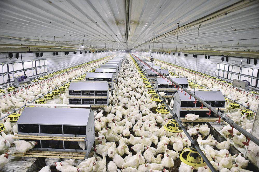 甘肃圣越农牧发展有限公司养殖的白羽肉鸡。 通讯员 田永昭 摄