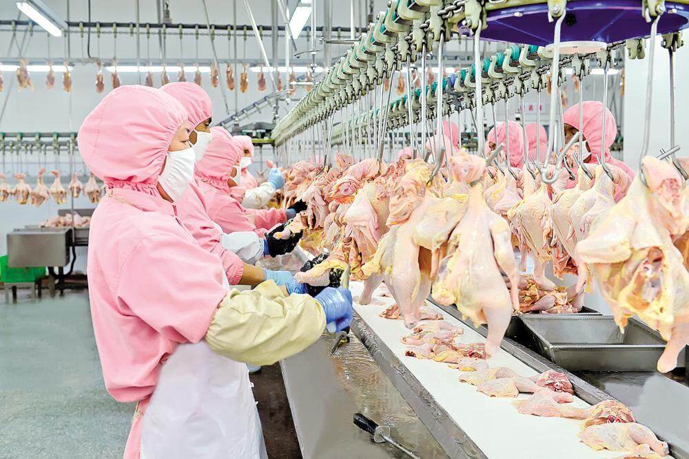 甘肃圣越农牧发展有限公司屠宰车间工人在分割肉鸡。 陇东报全媒体记者 白勇涛 摄
