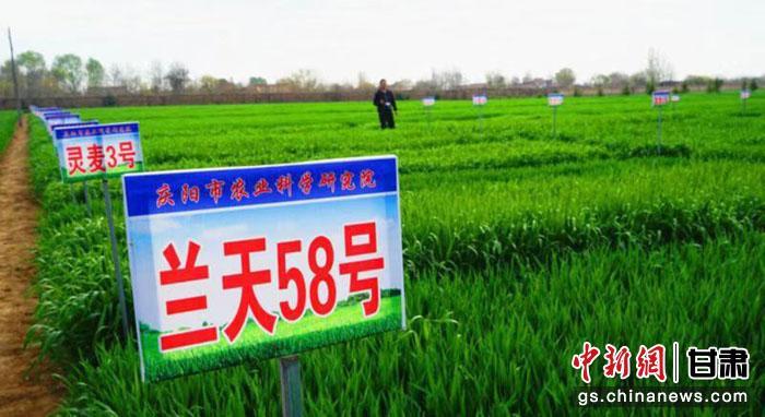 图为庆阳市农业科学院小麦育种基地。(资料图)路世玲 摄