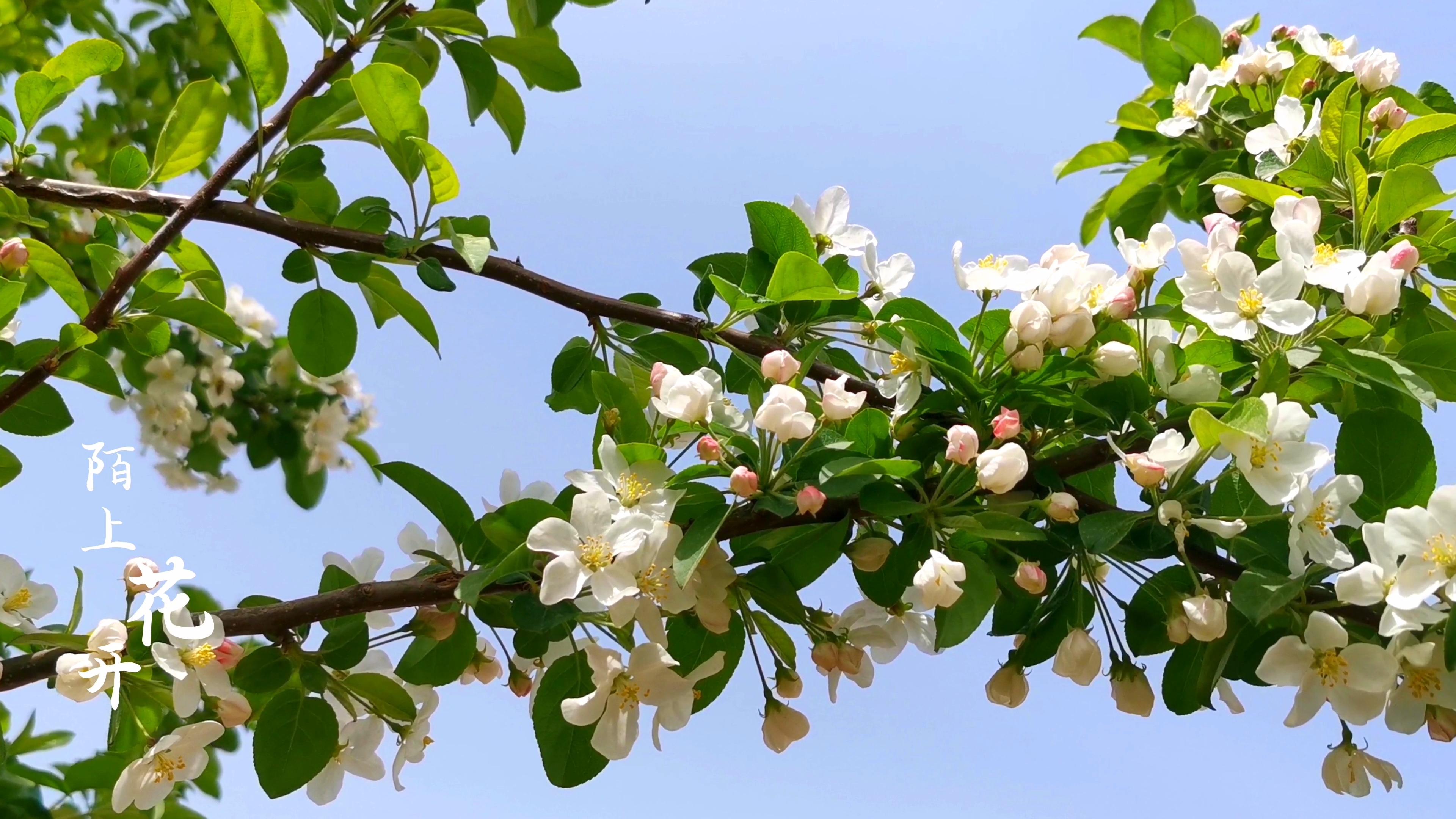 陌上花开等你来
