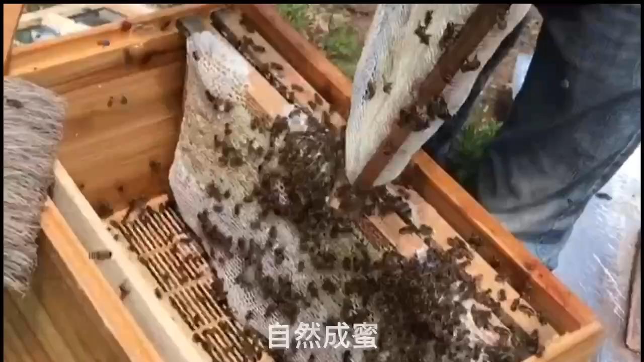 好蜜源自陇蜂人