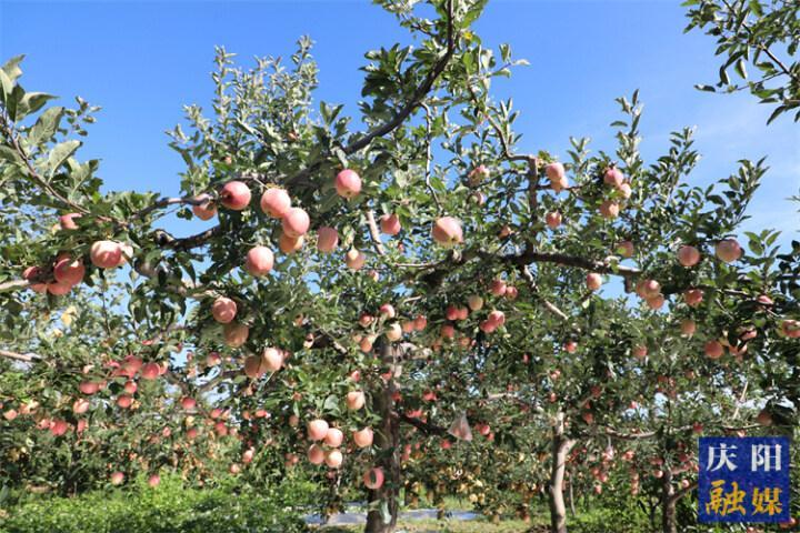 【庆阳苹果果真好】正宁县早熟苹果抢鲜上市