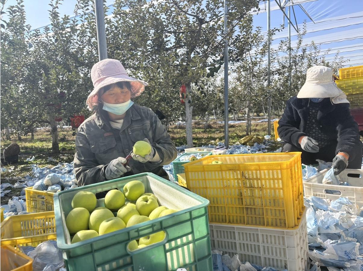 庆阳网讯(庆阳融媒记者 刘萍凝 何金涛 胡蕊)今年苹果收获的季节里,在
