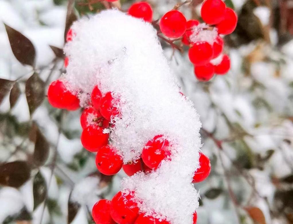 【大美庆阳】春雪压枝低