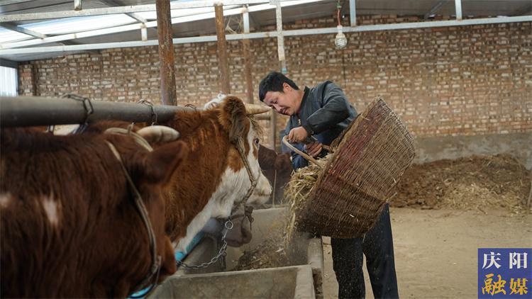 2023年庆阳市牛产业牛劲十足  全产业链产值34.6亿元