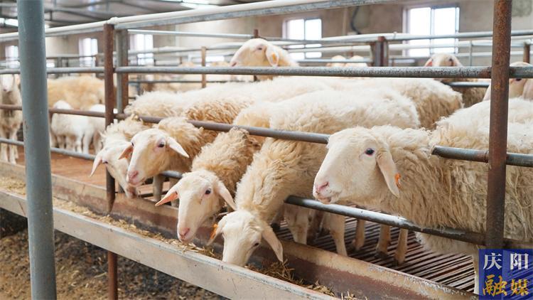 庆阳市肉羊产业实现全链集群发展 规模化标准化产业化组织化程度大幅提高，实现全产业链产值58.3亿元
