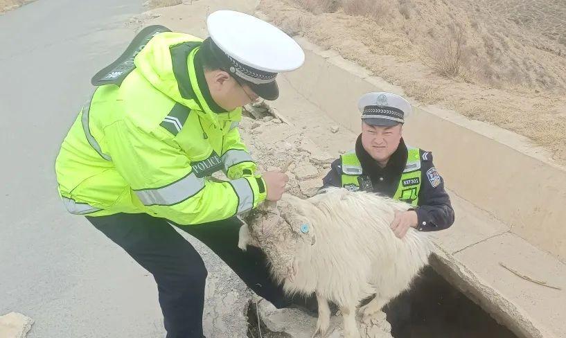 环县交警上演捡羊记  暖到群众心窝里