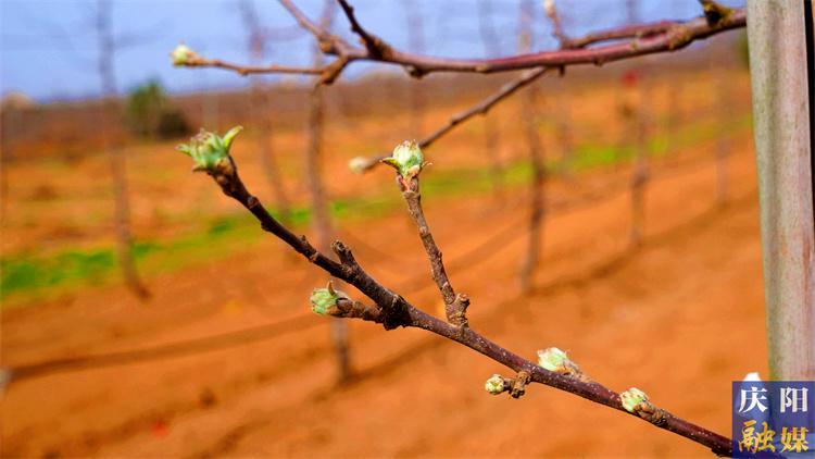 【农事提醒】今年庆阳市苹果花期偏晚  需做好田间管理