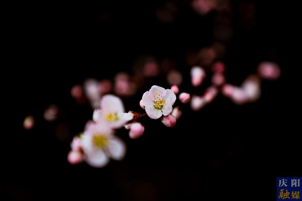 【视觉庆阳】山桃花开春到来