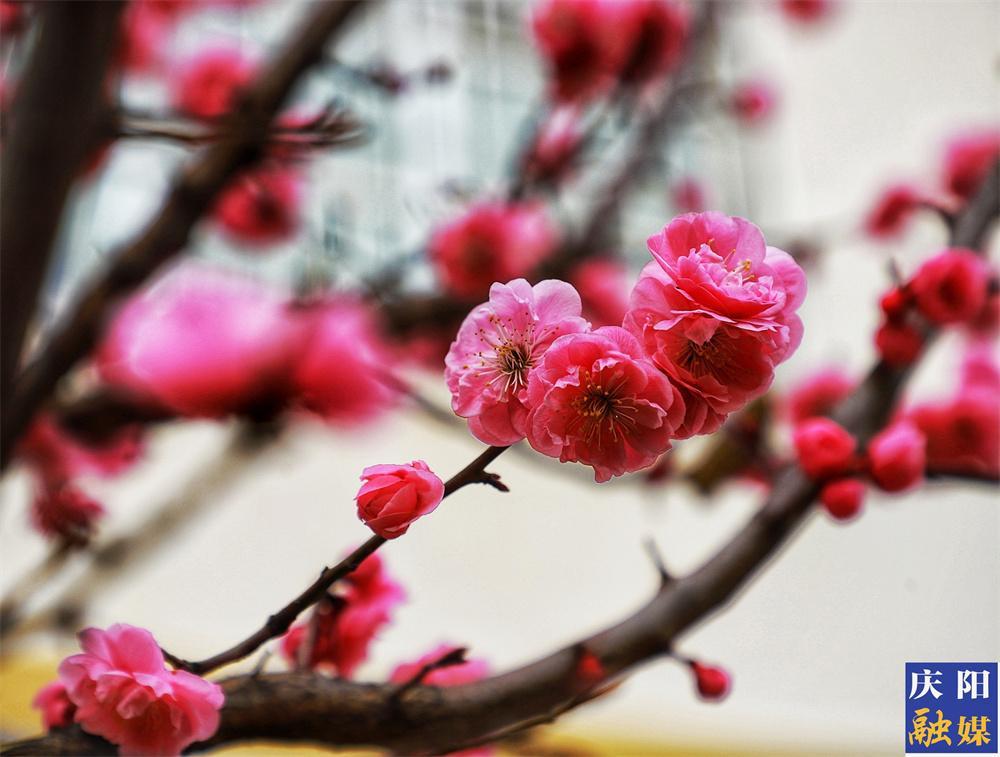 【美图庆阳】朵朵梅花迎春开
