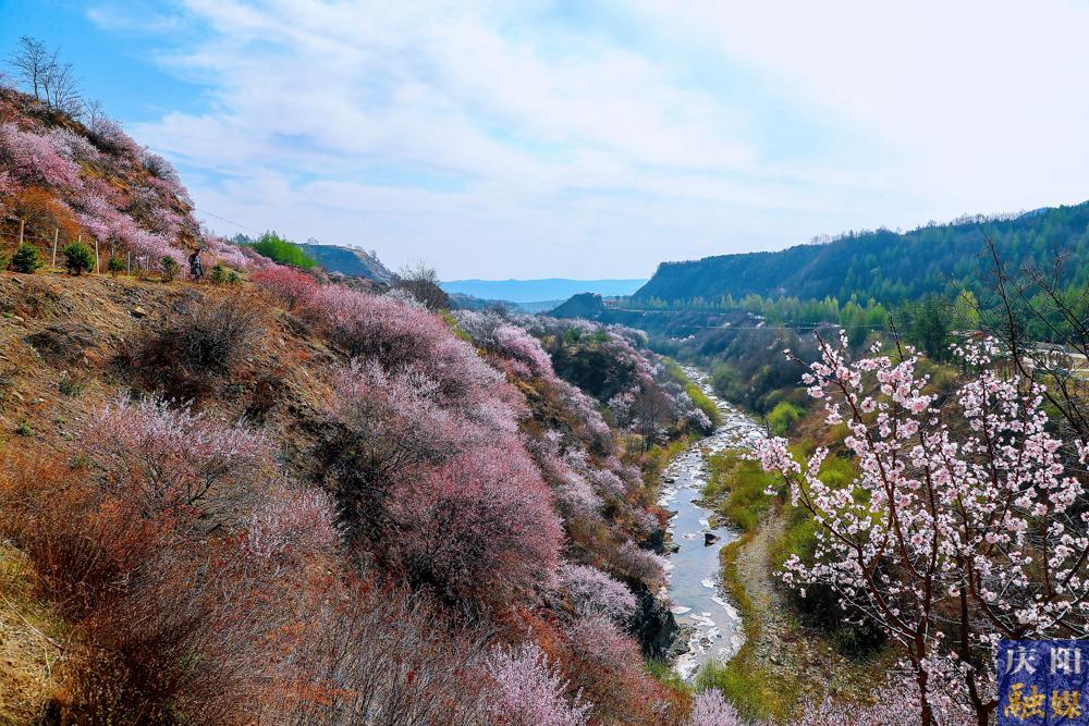 【摄影报道】宁夏固原：以花为媒 相约春天 宁夏六盘山山花月活动拉开帷幕