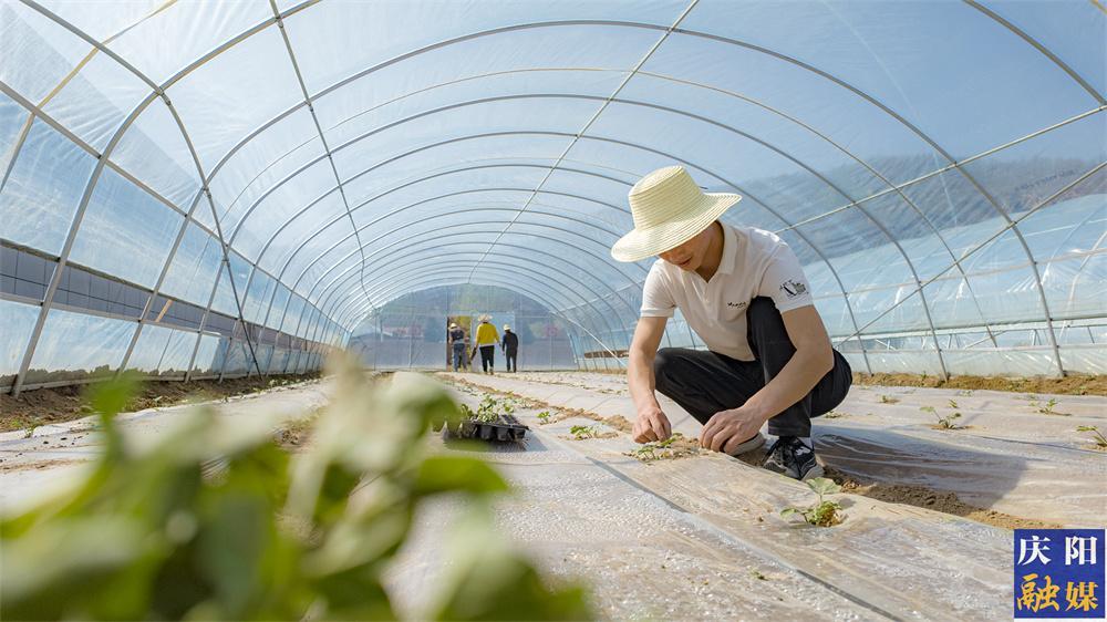 【图说庆阳】合水县老城镇牧家沟村：大棚春意浓 甜瓜移栽忙