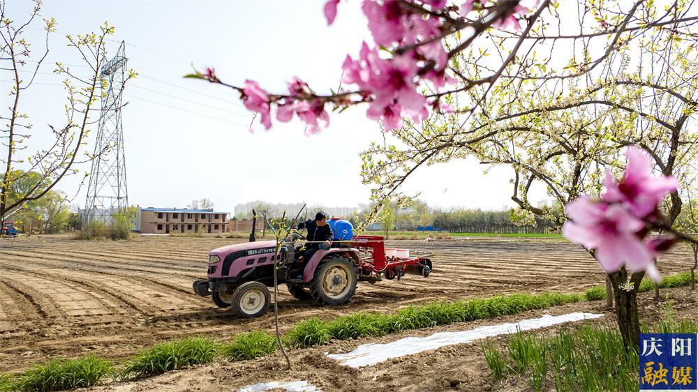 【图说庆阳】合水县老城镇：好雨知时节  助力保春耕