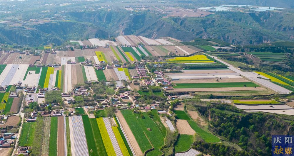 【摄影报道】西峰区3万余亩油菜花进入盛花期