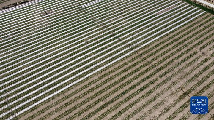 春耕新变 | 种粮新技术带来新突破——来自甘肃小麦主产区的一线见闻