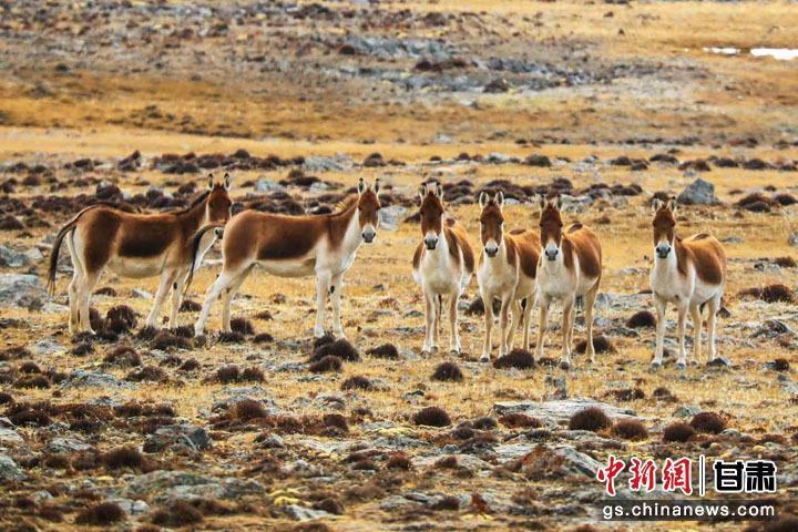 中新观肃南70年|成群藏野驴在祁连山频繁出没